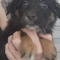 Sadie-Blk fem, a female Australian Shepherd for sale in Augusta, ME – Photo 1 of 2