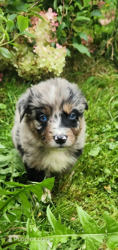 Blue merle male – Australian Shepherd puppy for sale in Augusta, ME
