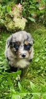 Blue merle male, a male Australian Shepherd for sale in Augusta, ME – 2 of 8