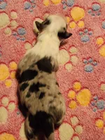 processed/7cfb1f0d-914b-4171-81a4-9d913b441d95/listing/fba339f3-080a-45bc-b591-18421751bcb2/88df2c21-1d6b-4635-ae96-673924f98eff