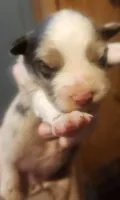 Red merle female, a female Australian Shepherd for sale in Augusta, ME – 2 of 3