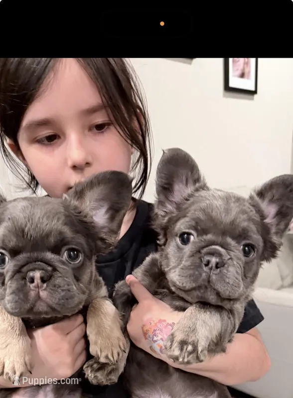 Fluffy  – French Bulldog puppy for sale in Dallas, TX