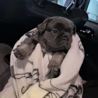 Fluffy , a male French Bulldog for sale in Dallas, TX – Photo 4 of 4