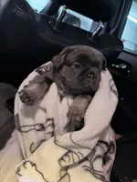 Millie's , a male French Bulldog for sale in Dallas, TX – Photo 6 of 9