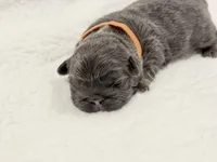 Millie's , a male French Bulldog for sale in Dallas, TX – Photo 7 of 9