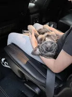 Fluffy , a male French Bulldog for sale in Dallas, TX – Photo 6 of 7