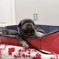 Fluffy , a male French Bulldog for sale in Dallas, TX – Photo 2 of 4