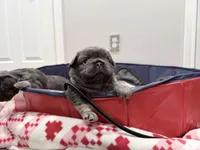 Millie's , a male French Bulldog for sale in Dallas, TX – Photo 2 of 9