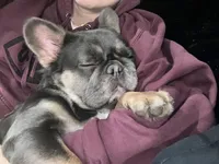 Millie's , a male French Bulldog for sale in Dallas, TX – Photo 5 of 9