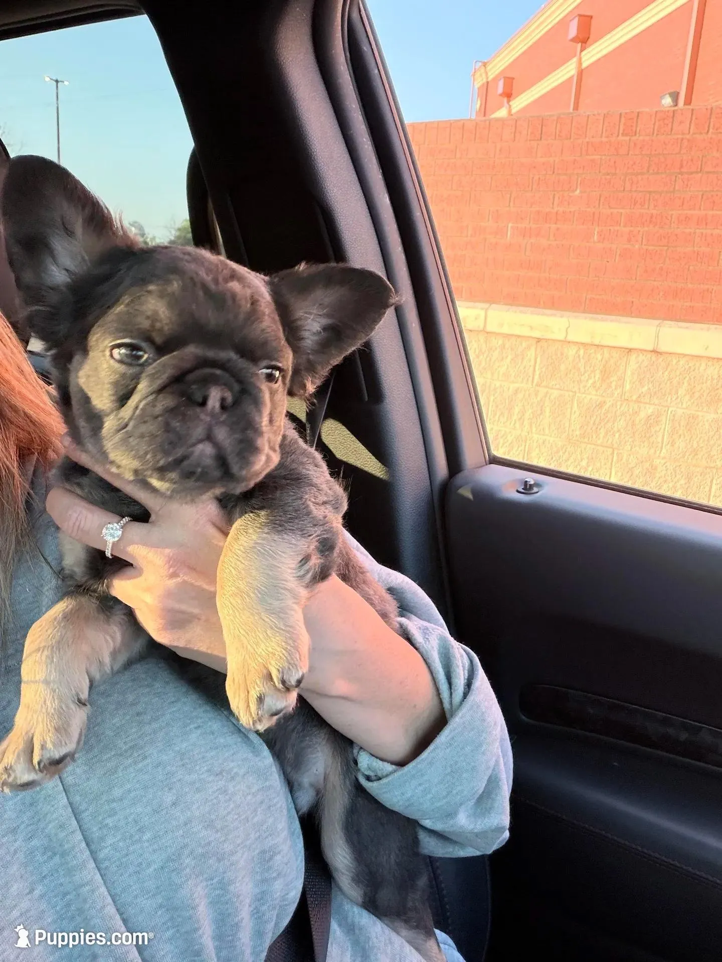 Fluffy , a male French Bulldog for sale in Dallas, TX – Photo 4 of 7