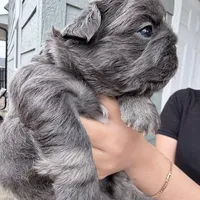 Fluffy , a male French Bulldog for sale in Dallas, TX – Photo 1 of 4