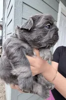 Millie's , a male French Bulldog for sale in Dallas, TX – Photo 1 of 9