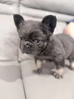 Fluffy , a male French Bulldog for sale in Dallas, TX – Photo 3 of 4