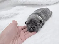 Millie's , a male French Bulldog for sale in Dallas, TX – Photo 9 of 9