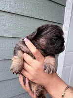 Millie's , a male French Bulldog for sale in Dallas, TX – Photo 4 of 9