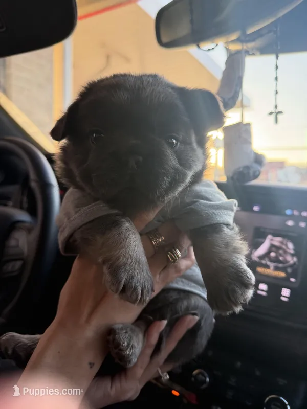 Juno  – French Bulldog puppy for sale in Dallas, TX