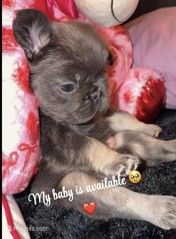 Juno  – French Bulldog puppy for sale in Dallas, TX