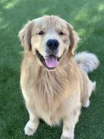 AKC Golden Male, a male Golden Retriever for sale in Rocklin, CA – Photo 6 of 9