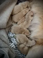 AKC Golden Male, a male Golden Retriever for sale in Rocklin, CA – Photo 5 of 9