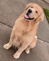 AKC Golden Male, a male Golden Retriever for sale in Rocklin, CA – Photo 7 of 9