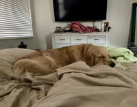 AKC Golden Male, a male Golden Retriever for sale in Rocklin, CA – Photo 4 of 9