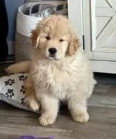 AKC Golden Male, a male Golden Retriever for sale in Rocklin, CA – Photo 9 of 9