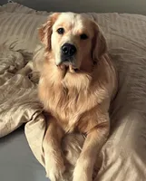 AKC Golden Male, a male Golden Retriever for sale in Rocklin, CA – Photo 2 of 9