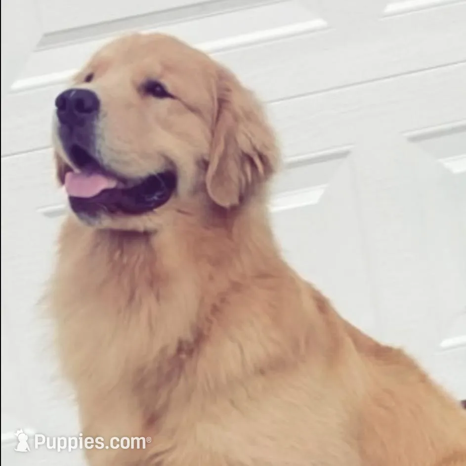 Goldens – Golden Retriever puppy for sale in Rocklin, CA