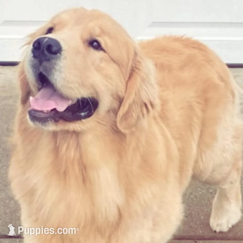 Goldens, a  Golden Retriever for sale in Rocklin, CA – Photo 2 of 5