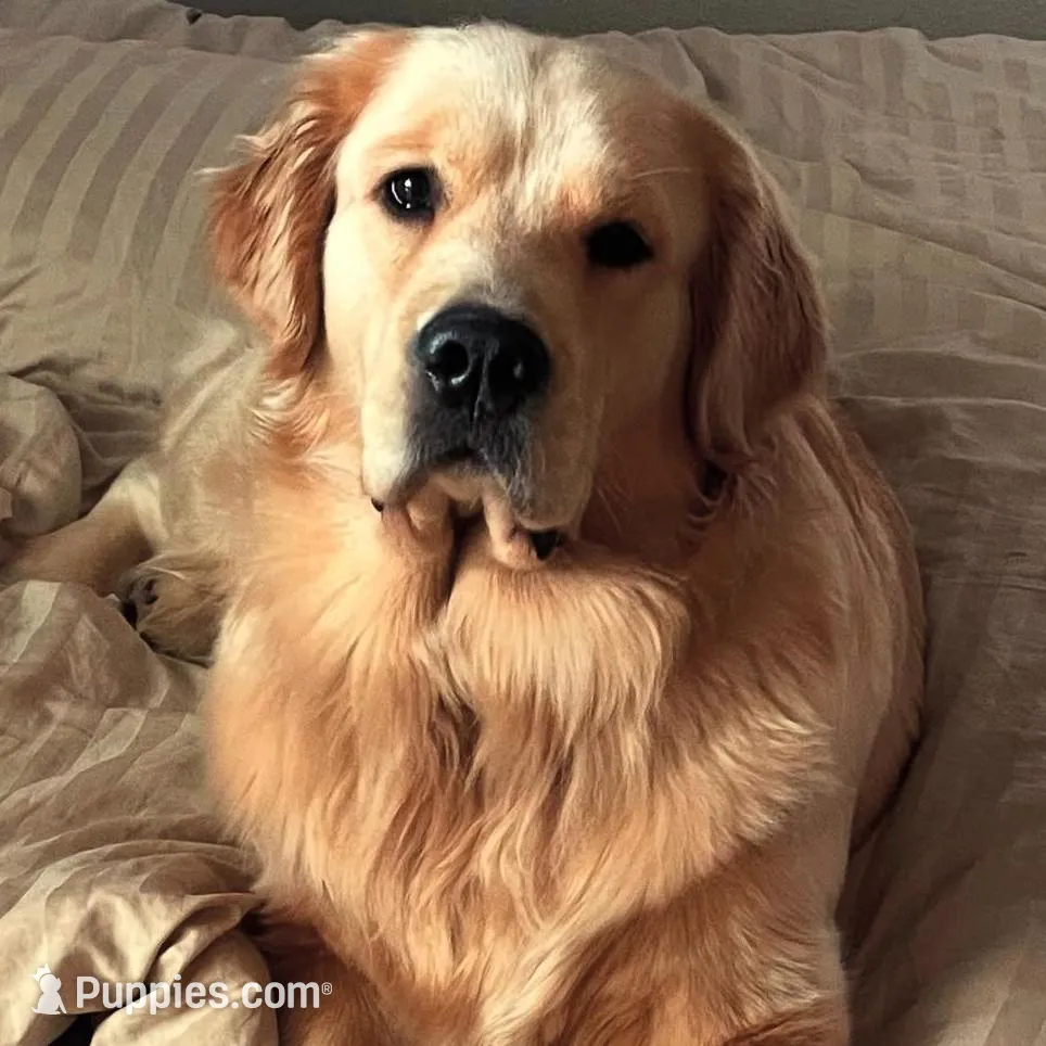 Goldens, a  Golden Retriever for sale in Rocklin, CA – Photo 4 of 5