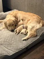 Show Golden Girl, a female Golden Retriever for sale in Rocklin, CA – Photo 5 of 6