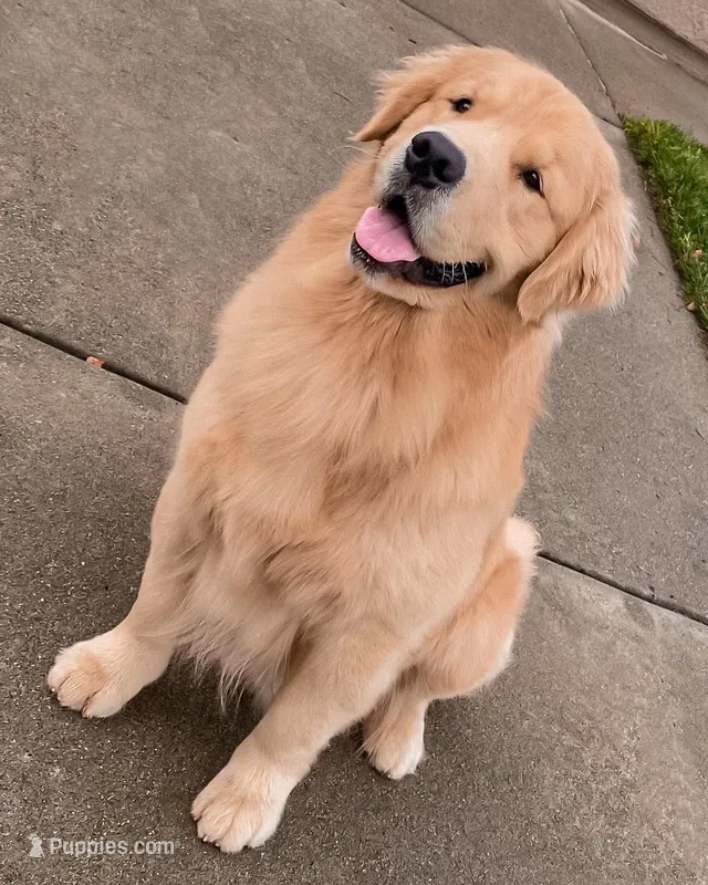 Show Golden Girl – Golden Retriever puppy for sale in Rocklin, CA