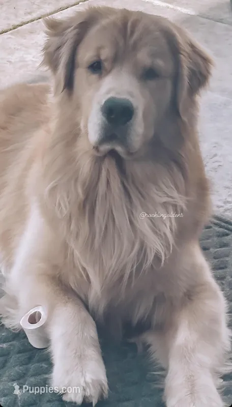 Show Golden Girl – Golden Retriever puppy for sale in Rocklin, CA