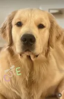 Show Golden Girl, a female Golden Retriever for sale in Rocklin, CA – Photo 4 of 6