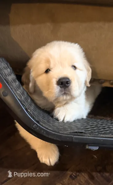 Medium Golden Girl – Golden Retriever puppy for sale in Rocklin, CA