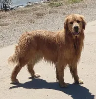 Medium Golden Girl, a female Golden Retriever for sale in Rocklin, CA – Photo 5 of 9