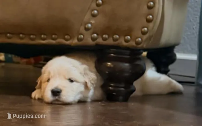Medium Golden Girl – Golden Retriever puppy for sale in Rocklin, CA
