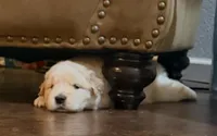 Medium Golden Girl, a female Golden Retriever for sale in Rocklin, CA – Photo 1 of 9
