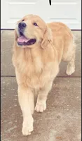 Medium Golden Girl, a female Golden Retriever for sale in Rocklin, CA – Photo 6 of 9