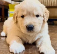 Medium Golden Girl, a female Golden Retriever for sale in Rocklin, CA – Photo 3 of 9