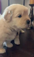 Medium Golden Girl, a female Golden Retriever for sale in Rocklin, CA – Photo 2 of 9