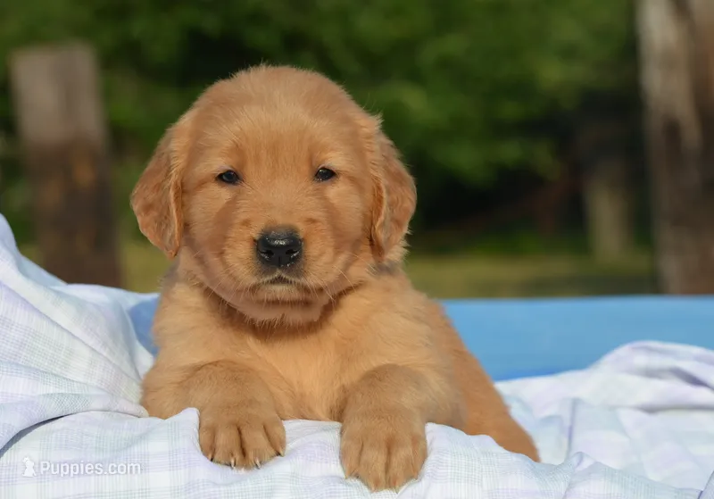 Charity  – Golden Retriever puppy for sale in Scurry, TX