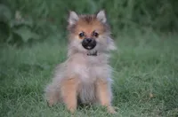 Hasko, a male Pomeranian for sale in Scurry, TX – 4 of 10