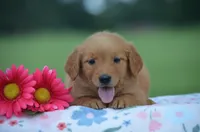 Ruby , a female Golden Retriever for sale in Scurry, TX – 1 of 2