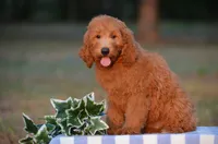 Alan , a male Miniature Goldendoodle for sale in Scurry, TX – 2 of 4