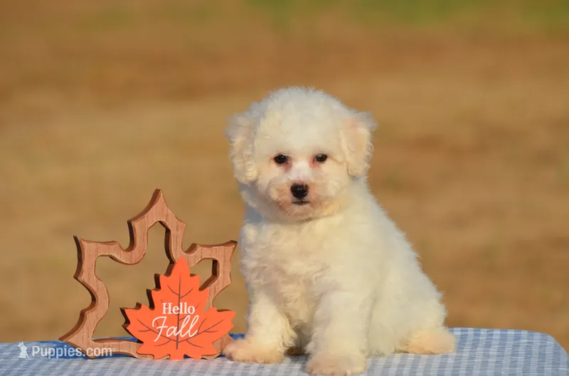Tiffany – Bichon Frise puppy for sale in Scurry, TX