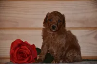 Sofie , a female Poodle - Miniature  for sale in Scurry, TX – 2 of 4
