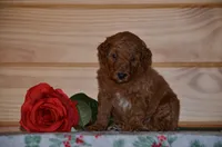 Shayla, a female Poodle - Miniature  for sale in Scurry, TX – 1 of 4