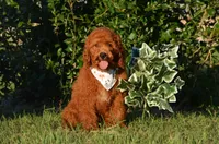 Gardon , a male Cockapoo for sale in Scurry, TX – 2 of 4