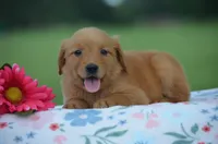 Ruby , a female Golden Retriever for sale in Scurry, TX – 2 of 2